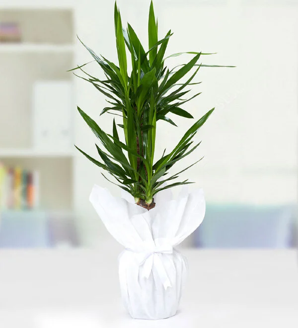 İkili Yucca Çiçeği