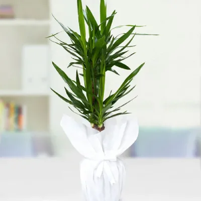 İkili Yucca Çiçeği